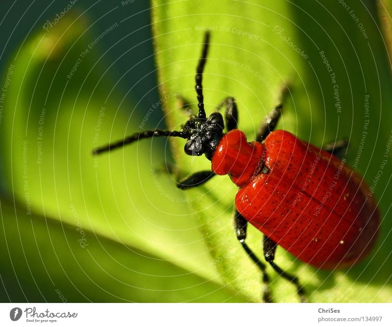 Lilienhähnchen_Lilioceris lilii Fressen Frühling rot grün schwarz Insekt Tier Nordwalde Makroaufnahme Nahaufnahme Käfer blattkäfer Schädlinge mänchen ChriSes