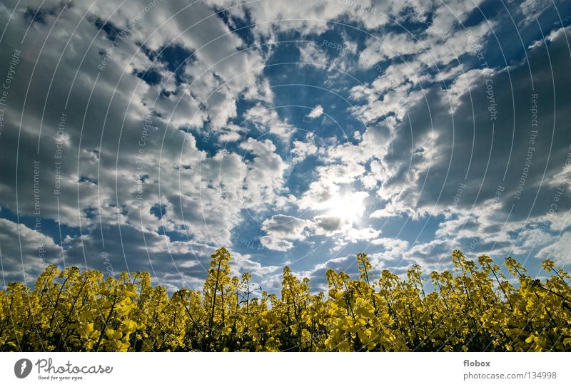 Raps, Raps, Raps, Raps, Raps... Rapsfeld Rapsanbau Wolkenhimmel Wolkenformation Wolkenfetzen Wolkenfeld Ackerbau Menschenleer Gegenlicht Sonnenlicht Landschaft