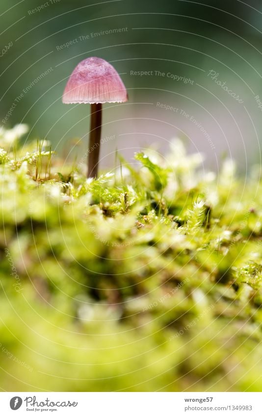 Schönling II Natur Herbst Wald klein nah braun gelb grün rosa Pilz Pilzhut winzig Makroaufnahme Hochformat Waldboden Moos Moosteppich ungenießbar Farbfoto