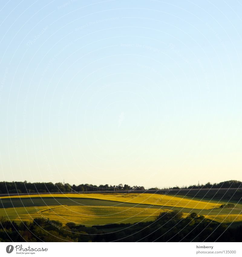 yellow outlook Raps Pflanze Benzin Diesel Biodiesel Feld Blüte gelb Landwirtschaft Hügel Wald Baum Natur Dämmerung Horizont Himmel Panorama (Aussicht) Sommer