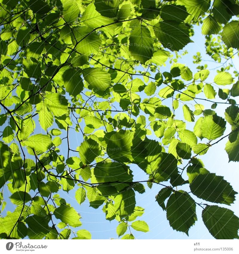 Leafs on Sky Blatt Baum Laubbaum Sommer Frühling Jahreszeiten Physik grün himmelblau verzweigt saftig Wärme Himmer Schönes Wetter Sarah Kasper s11 Ast Ästchen