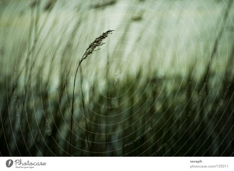 Schilf Halm Blüte Gräserblüte Gras Stengel Schilfrohr Samen Riedgras Pflanze Botanik Natur Küste Seeufer Flussufer Binsen abstrakt trist grau ruhig Einsamkeit