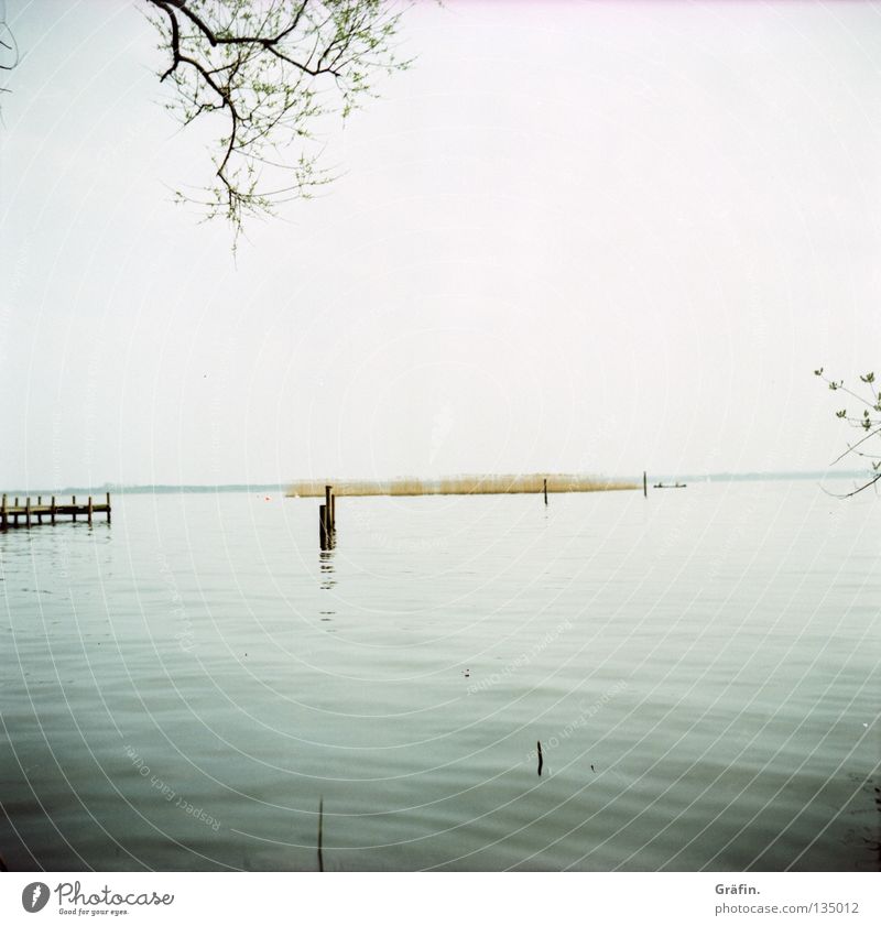 Idylle Meer Steinhuder Meer Steg Baum Schilfrohr Horizont Ferne ruhig Erholung schön Wohnung Heimat Binnensee Blatt Wasser Glätte Pfosten segelrevier Blick