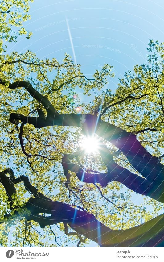 Sonnenbaum Baum Blatt Baumstamm Laubbaum Baumkrone Blätterdach Natur Pflanze Wald Baumrinde verästelt filigran Licht hell Lichteinfall Gegenlicht Silhouette