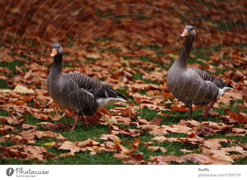 zwei Herbstgänse im Herbstpark Gänse Wildgänse Tierpaar zwei zusammen Novemberstimmung Novemberbild Novemberlicht Herbstlaub Herbstfärbung Herbstlicht