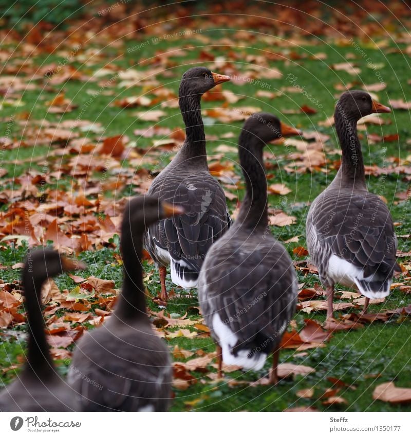 Herbstgänse gehen durch den Herbstpark Gänse Gänsegruppe Herbstwiese Tiergruppe Blick nach rechts Zusammensein Teamgeist Zusammenhalt Gruppenfoto zusammenhalten