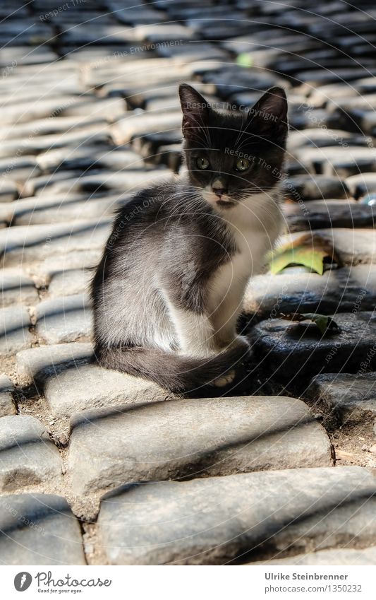 Little Princess of Bosporus Istanbul Türkei Stadt Altstadt Platz Straße Tier Haustier Katze 1 Tierjunges beobachten Blick sitzen warten kuschlig Neugier