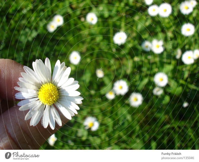 Es liebt mich, es liebt mich...nicht. Blume Hand Makroaufnahme Wunsch Volksglaube verzichten Gänseblümchen Gras grün zart zerbrechlich Blumenwiese Wiesenblume