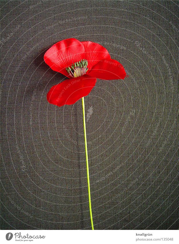 Klatschmohn Blume Pflanze Mohn Stengel Stoffblüten rot grau grün Dekoration & Verzierung Blüte Klatschmohn gestellt