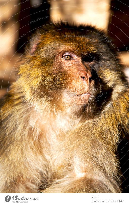 natürlicher Hintergrund Fauna hautnah Gesicht Spielen Safari Mann Erwachsene Zoo Natur Tier Baum Park Urwald Pelzmantel sitzen lustig niedlich wild Wut braun