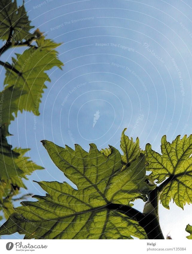 Weinblätter vor blauem Himmel aus der Froschperspektive Blatt Weinblatt Ranke Weinranken Stengel Gefäße Blattgrün Wolken weiß Frühling Sommer Mai Wachstum