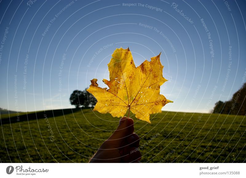 blatt in der sonne Blatt Ahorn gelb Herbst Sonne Hand Finger Daumen schön grün Gras Hügel Baum Gefäße Himmel Schönes Wetter Berge u. Gebirge Niveau glau