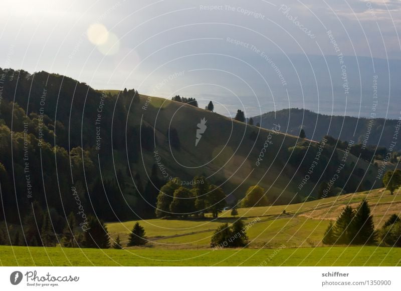 Half way there Natur Landschaft Pflanze Sonnenlicht Schönes Wetter schlechtes Wetter Baum Wiese Wald Hügel Berge u. Gebirge Gipfel grün Schwarzwald