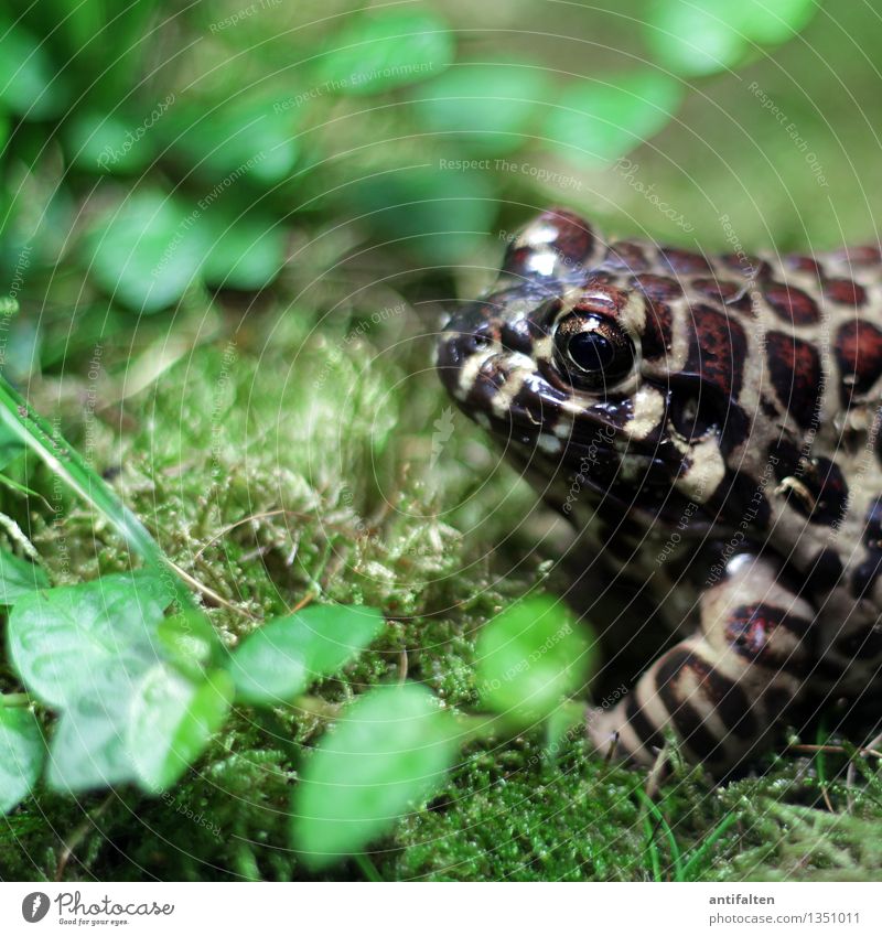 Der Frosch Natur Gras Moos Blatt Garten Park Wiese Tier Tiergesicht Zoo Froschauge Froschschenkel Froschperspektive 1 beobachten glänzend nass natürlich braun