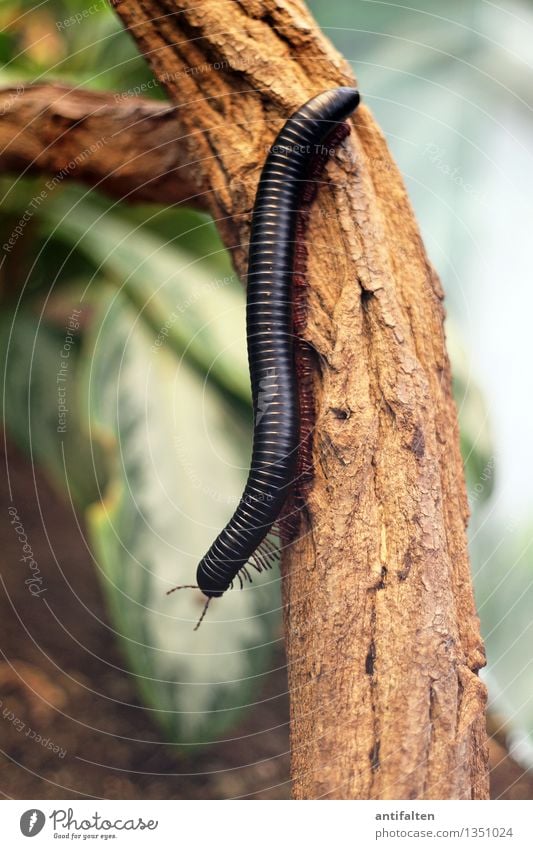 478 Beine Natur Sommer Pflanze Baum Blatt Grünpflanze Baumstamm Garten Tier Wurm Tiergesicht Fährte Zoo Aquarium Tausendfüßler Fühler Wirbelsäule 1 hängen