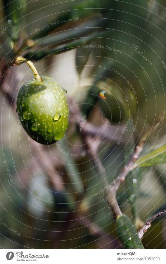 Italian Rain. Kunst Kunstwerk ästhetisch Oliven Olivenbaum Olivenöl Olivenblatt Olivenernte grün mediterran Regen frisch Ernte reif lecker Italien Farbfoto