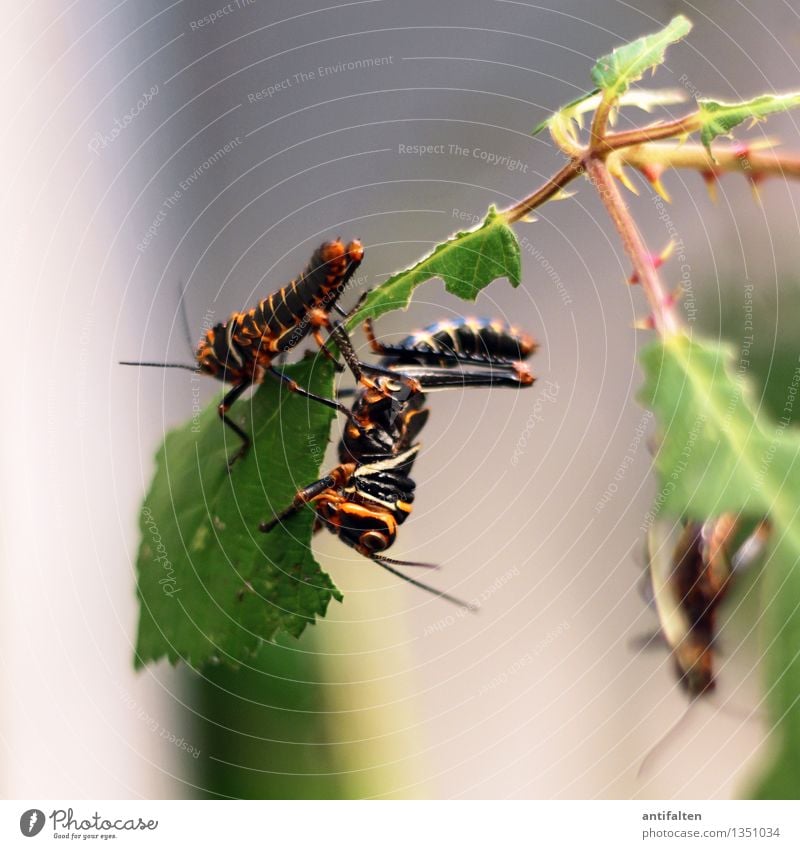 Die Heuschrecken Umwelt Natur Pflanze Baum Sträucher Blatt Dorn Garten Park Tier Tiergesicht Flügel Zoo Aquarium Insekt Fühler Beine 2 3 Tiergruppe Glas Essen