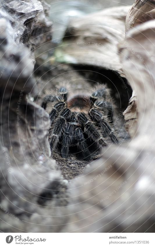 HORROR Natur Erde Felsen Berge u. Gebirge Tier Spinne Tiergesicht Fährte Zoo Aquarium Vogelspinne Spinnennetz Spinnenbeine Beine hocken krabbeln ästhetisch