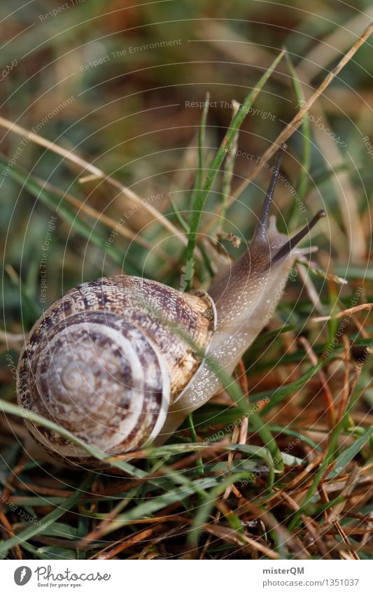 Geschwindigkeitsrausch. Kunst Kunstwerk ästhetisch Schnecke Schneckenhaus Schneckenschleim langsam Natur Waldboden krabbeln Farbfoto Gedeckte Farben