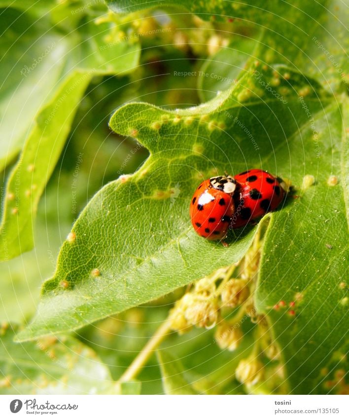 Marienkäferliebe [1/2] Käfer Tier Blatt Natur grün rot Fleck Punkt Zusammensein Partner Freundschaft Verliebtheit Frühling Frühlingsgefühle paarweise Tierpaar