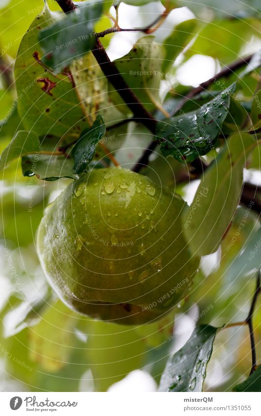 Der Apfel hält noch gut am Stamm. Natur Pflanze ästhetisch Apfelbaum Apfel der Erkenntnis Apfelernte Apfelsaft Apfelschale Apfelbaumblatt Apfelplantage grün