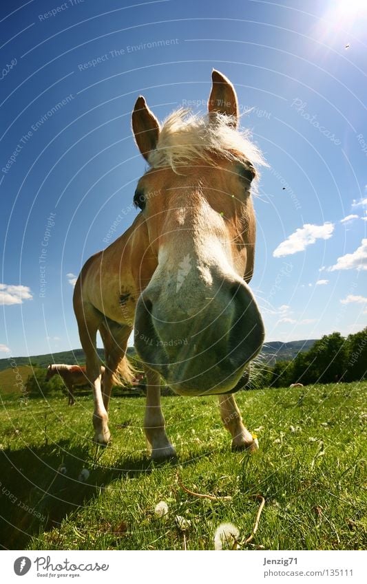 Na dran... Pferd Weitwinkel Weide Wiese Haflinger Gras Säugetier Pferdchen Himmel Blick Pferfekopf Auge in Auge Gesprächspartner Nase