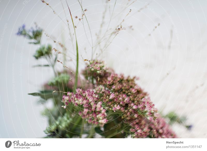 Gebüsch Pflanze Blume Sträucher frisch natürlich schön mehrfarbig Blumenstrauß Wiesenblume Neigung Farbfoto Gedeckte Farben Innenaufnahme Nahaufnahme