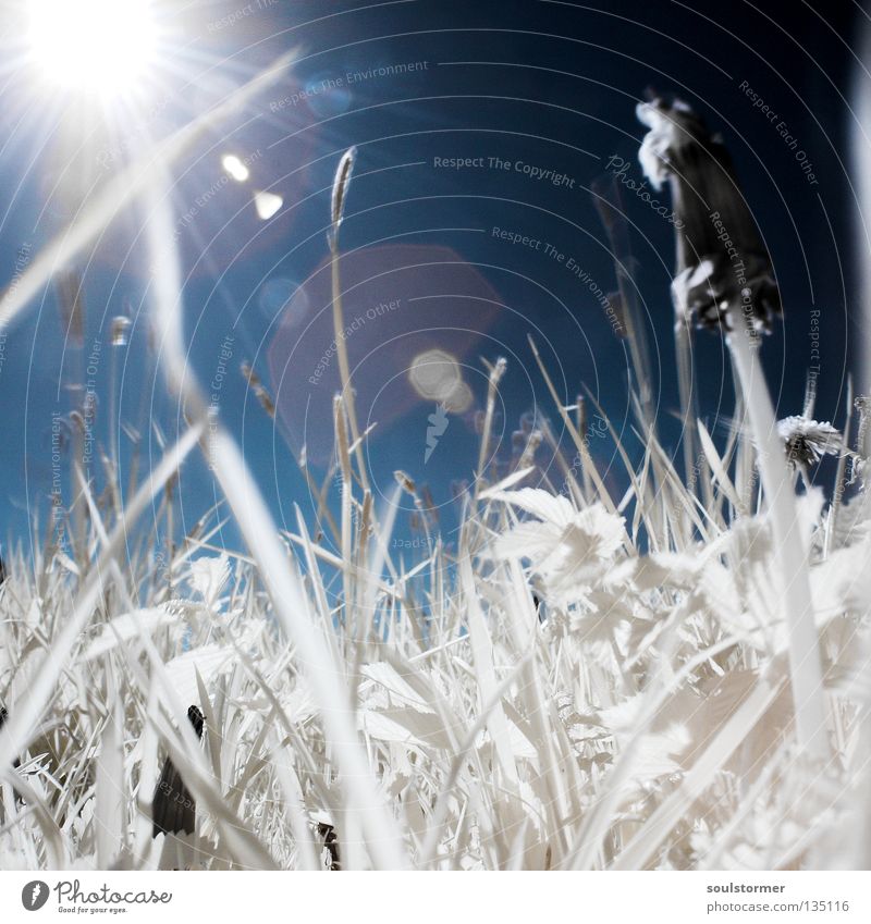 Durcheinander - und doch IR Infrarotaufnahme Wiese Personenzug Farbinfrarot fremd Gras Löwenzahn Gegenlicht Reflexion & Spiegelung weiß schwarz Blatt Halm