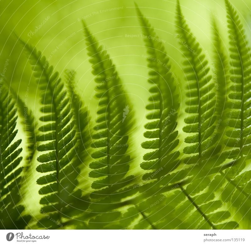 Fern Blur grün dunkel Blattadern Echte Farne Pflanze Umwelt filigran zart feucht weich gefiedert frisch Wachstum Umweltschutz Botanik Biologie Reifezeit