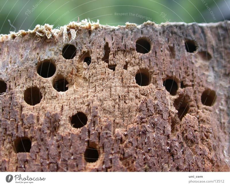 wurmloch Parasit Holz Loch Baumstumpf Fressen Holzwürmer Späne