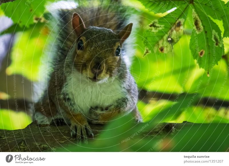 In Sicherheit Umwelt Natur Pflanze Tier Baum Ast Blatt Wald Wildtier Eichhörnchen 1 hocken Blick braun grün Wachsamkeit warten Farbfoto Außenaufnahme