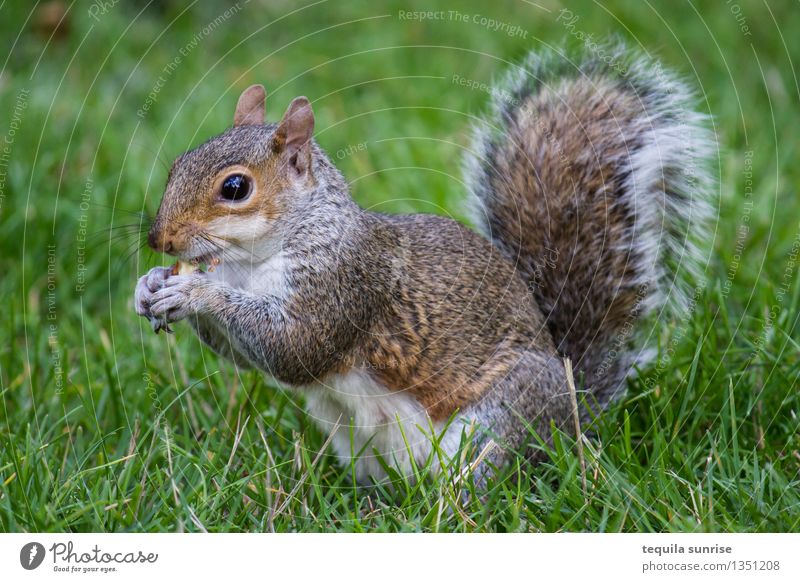 Mahlzeit Umwelt Natur Pflanze Tier Gras Garten Park Wiese Wildtier Eichhörnchen 1 Essen Fressen dick kuschlig braun grau grün Nuss Farbfoto Nahaufnahme