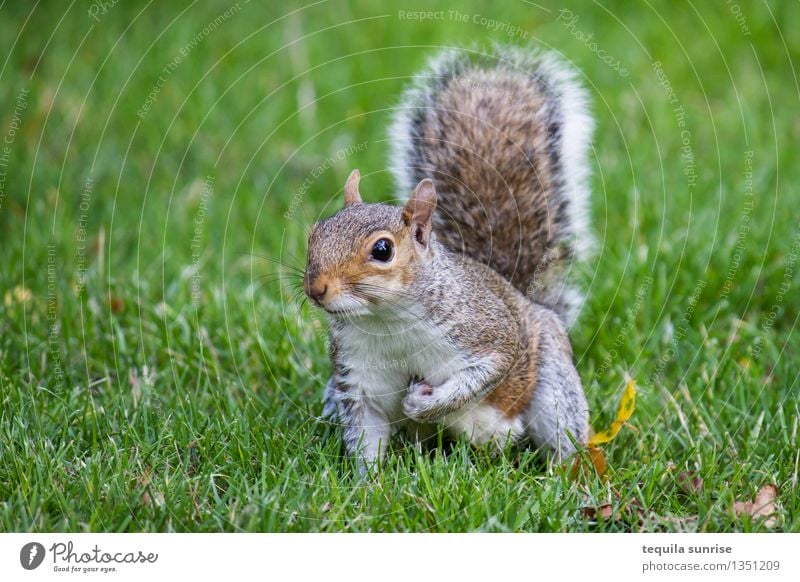 Wachsam Umwelt Natur Pflanze Tier Gras Garten Wiese Wildtier Eichhörnchen 1 hocken Blick kuschlig braun grau grün Wachsamkeit Farbfoto Außenaufnahme Tag