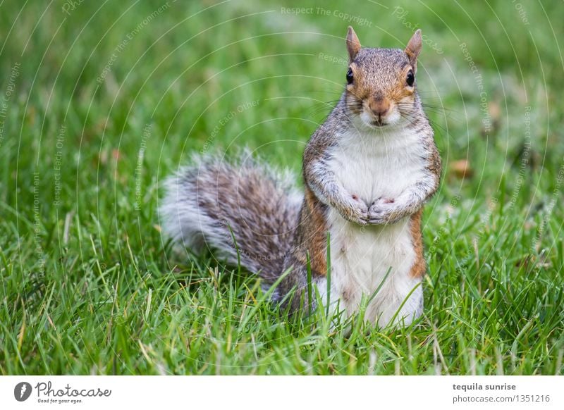 Das Merkelhörnchen Umwelt Natur Pflanze Tier Gras Wiese Wildtier Tiergesicht Fell Pfote Eichhörnchen 1 Blick stehen dick kuschlig braun grau grün Angela