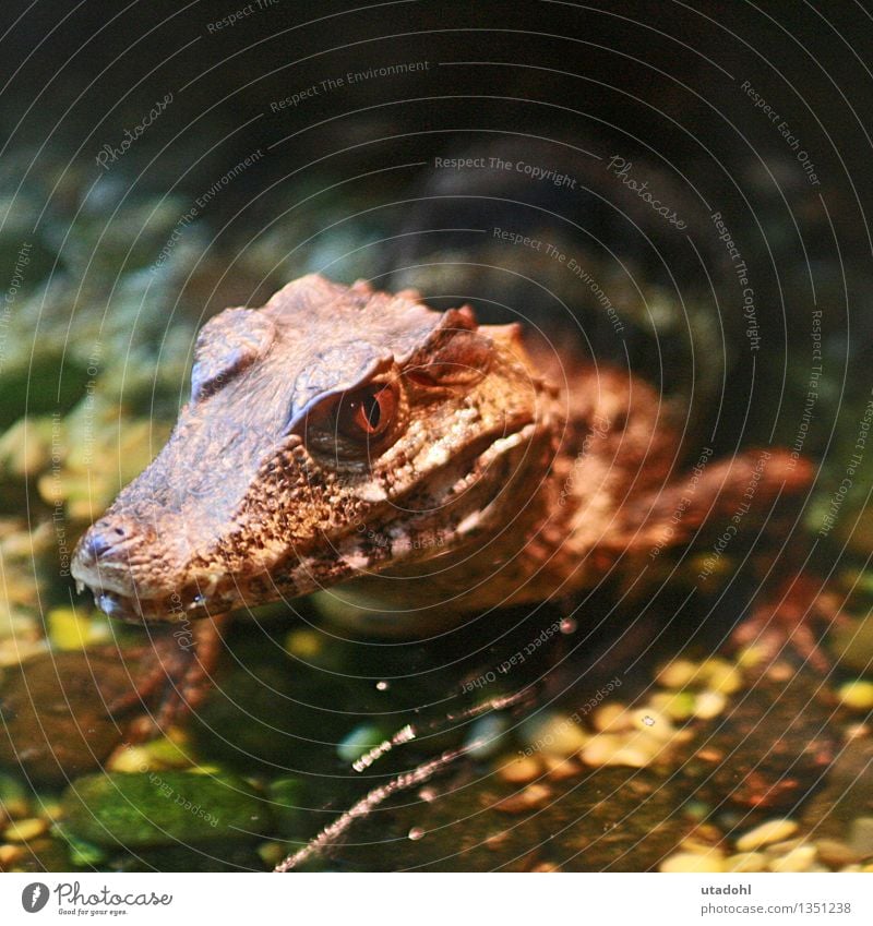 Kleines Beißerchen Tier Zoo 1 bedrohlich eckig exotisch wild braun Angst Schüchternheit Krokodil Kaiman Reptil Farbfoto Gedeckte Farben Innenaufnahme