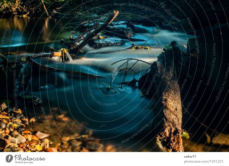 Fluss Landschaft Tier Urelemente Erde Sand Wasser Herbst Wind Pflanze Baum Blume Gras Sträucher Blatt Wald Flussufer Bach Bewegung hören Blick wandern Farbfoto