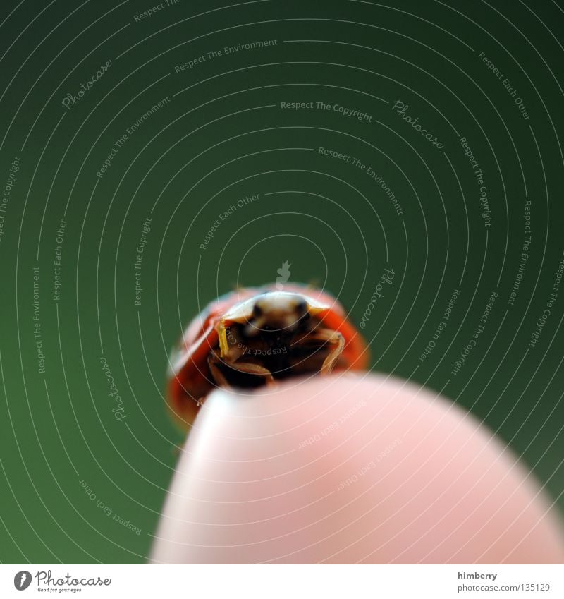 maraike sagt hi Mai Marienkäfer Tier Schiffsbug Finger klein Natur grün Zoo Insekt gehen wegfahren Sommer Makroaufnahme Nahaufnahme Käfer animal ladybug fliegen