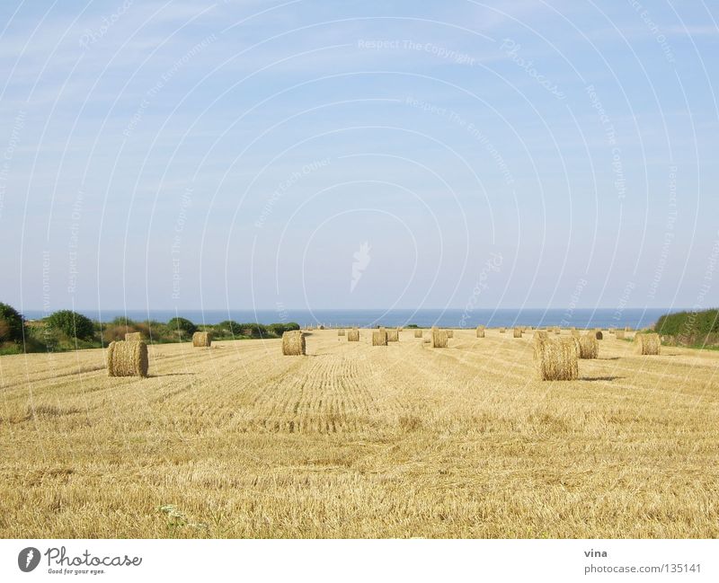 goldene Weite Strohballen ruhig Meer Weizenfeld Herbst Küste Normandie Feld Sommer Dürre Arbeit & Erwerbstätigkeit Frankreich Ferne Ernte