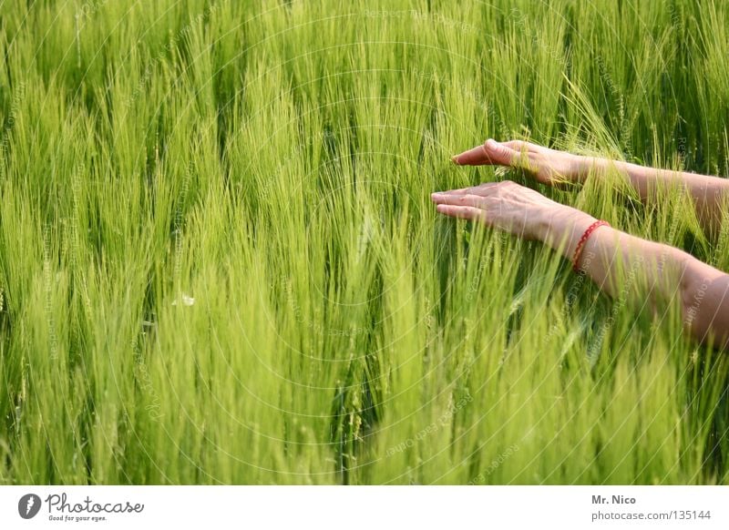 touch Feld Kornfeld Landwirtschaft schwingen weich Hand Finger Frau Reiki Spiritualität geben tanken berühren streichen Streifen Streicheln verbinden Gefühle