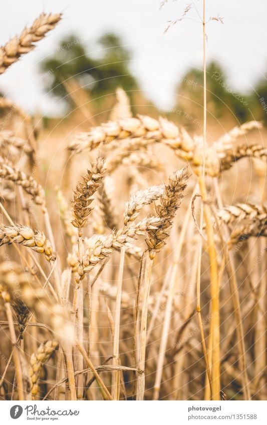 Halme voraus Umwelt Natur Tier Pflanze Sträucher Nutzpflanze Feld gelb gold Leben Wachstum Stabilität Getreide Getreidefeld Farbfoto Außenaufnahme Nahaufnahme