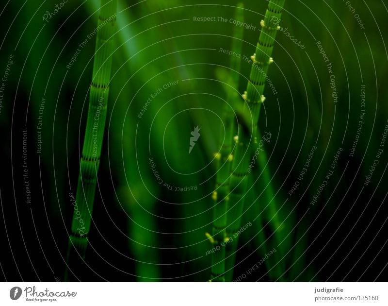 Wiese Schachtelhalm Teich See grün Pflanze Umwelt zart fein Gras Farbe Sommer teichschachtelhalm Natur