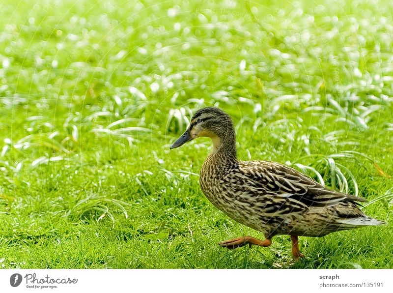 Lingering Entenvögel Erpel Vogel Quaken Schnabel Feder Wiese Gänseblümchen Blumenwiese Gans mehrfarbig Stockente Tier Färbung watscheln gehen Tierschutz