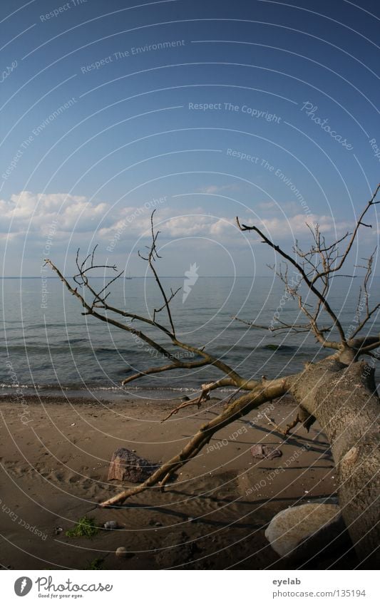 Klima als solches ist noch keine Katastrophe Baum Strand Küste Tod Sträucher Sandstrand Meer See Wasserlinie Wolken Sommer laublos Ödland leer Horizont Wellen