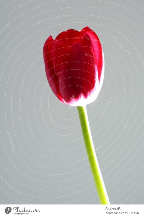 Tulpe Blume Blüte Frühling Muttertag Blumenladen Valentinstag rot Stillleben Stengel Blütenblatt Blumenhändler Freude Blühend frühjahrsblume blumengeschenk