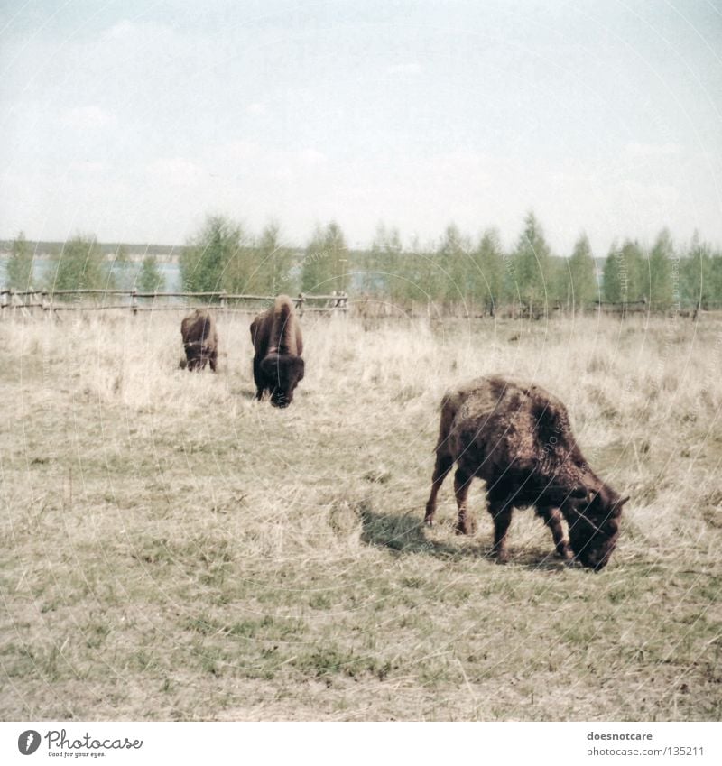 buffalo bill is dead. Natur Tier Rind Horn Leipzig Wilder Westen Säugetier Farbfoto Gedeckte Farben Außenaufnahme Tag Fressen Bison Weide Textfreiraum oben