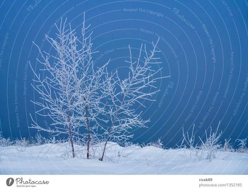 Winter Natur Landschaft Baum Sträucher Küste Ostsee kalt Idylle Schnee Mecklenburg-Vorpommern Usedom Ostseeküste Jahreszeiten Düne Farbfoto Gedeckte Farben