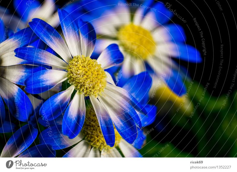 Blume Dekoration & Verzierung Pflanze Blüte blau gelb grün Natur Farbe Blütenblatt Zierpflanze Zimmerpflanze Farbfoto mehrfarbig