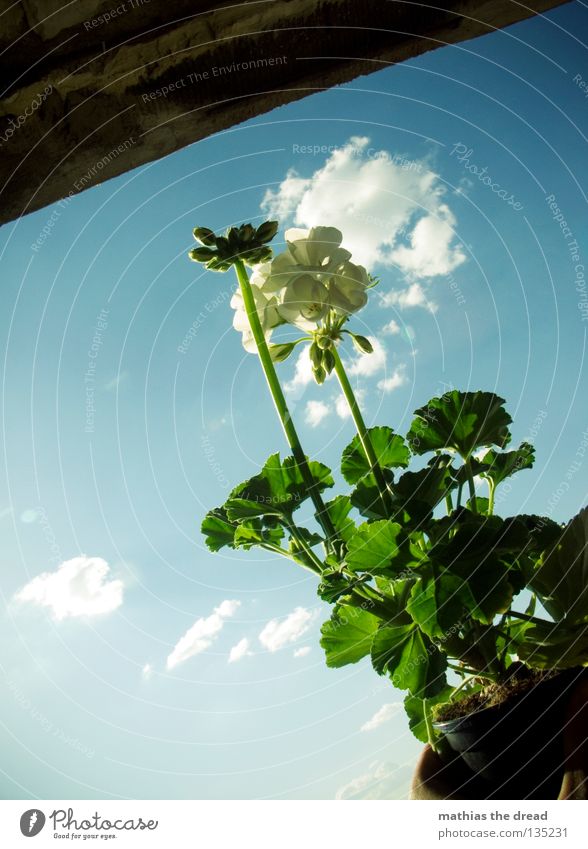 PLUME IM TOPF Pelargonie Blume Topfpflanze Pflanze Jungpflanze Grünpflanze Blüte grün organisch weiß Himmel Wolken schön strahlend Sonnenlicht Balkon Natur