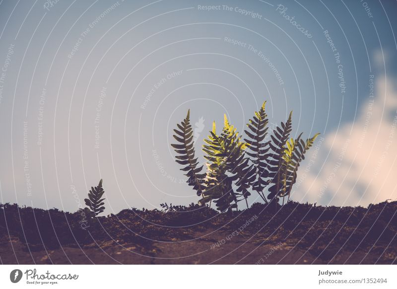 hoch hinaus | Auf der Mauer Umwelt Natur Himmel Sonne Frühling Sommer Herbst Pflanze Sträucher Blatt Grünpflanze Farn Wachstum klein natürlich Leichtigkeit