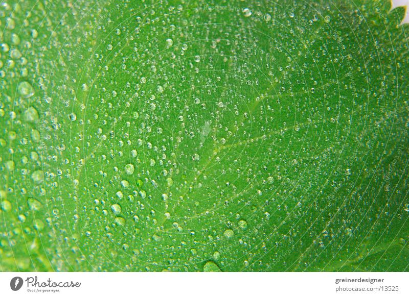 blatt mit tropfen Blatt feucht grün Oberfläche nass frisch Natur